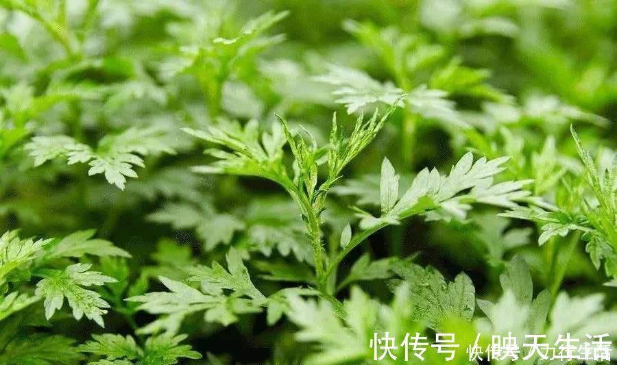 床垫用久了成螨虫窝,老人家都用这种土方法,立马把螨虫杀干净