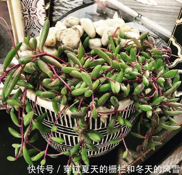 盆栽多肉紫玄月侧重这3小技巧，好看又好养，秋冬疯长新茎叶
