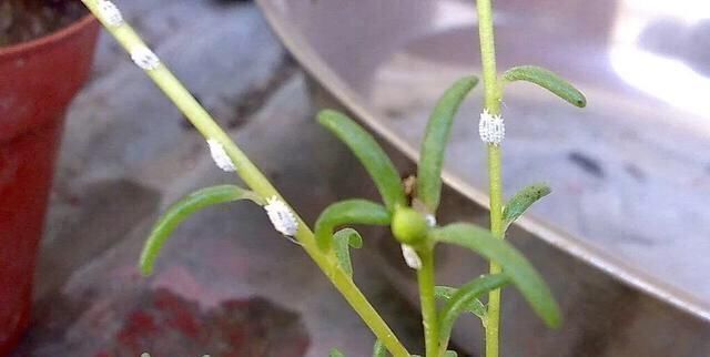 病虫害|家里花草长了白粉虱怎么办不用喷药，3招就消灭光，花儿长得旺