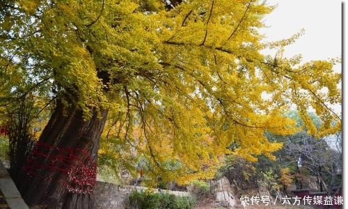  山门|到千年古刹 听呢喃梵音 去玉泉寺过一个净化心灵的周末吧