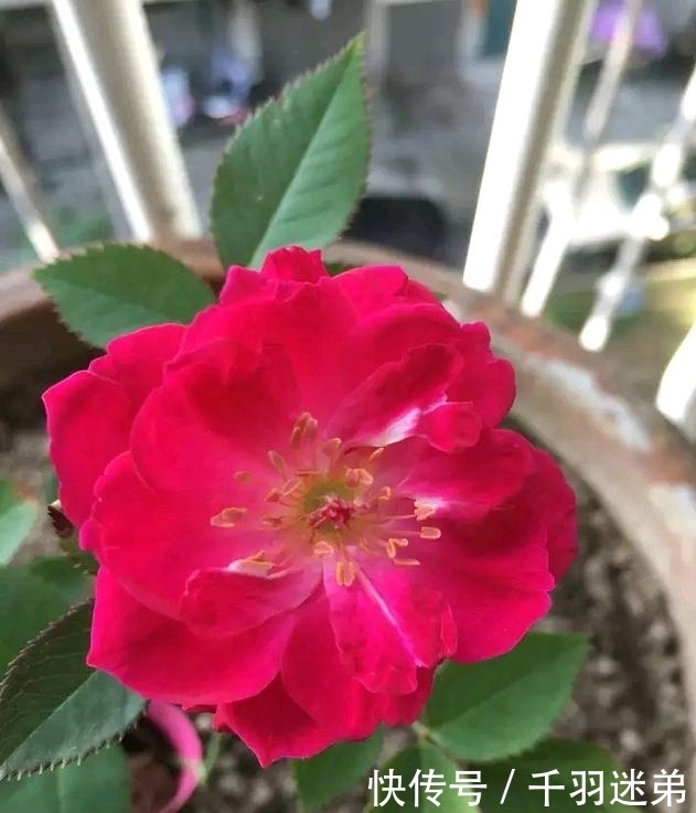 关键|婆婆养月季只选一种,好养抗性强,关键“爱”开花,比养欧月实在