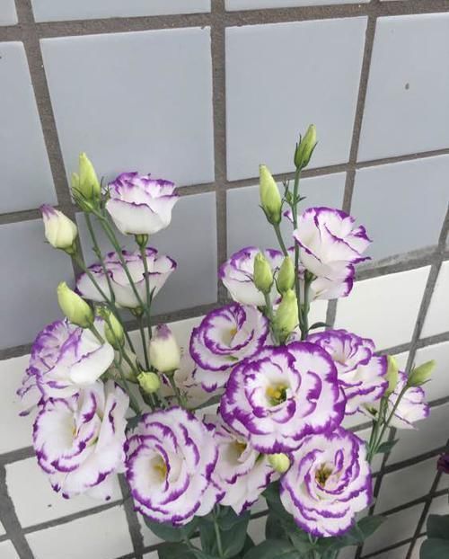 超惹人喜欢的4种花,香气四溢,花期达半年