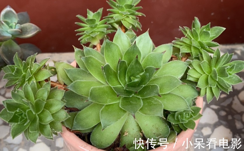 多肉植物观音莲，下崽都是一圈又一圈的，夏季盆栽需谨记3点
