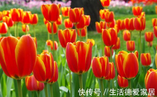 0度以下能开花的10种花草，最适合秋冬季节养，你家有没有？