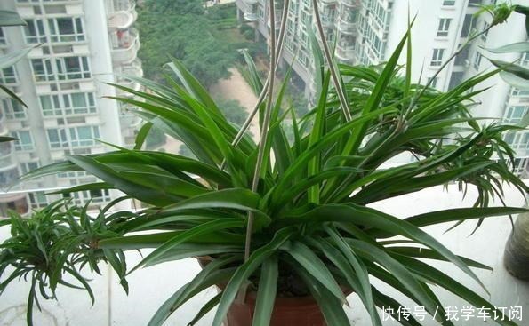 吊兰如何繁殖,想养好它,需要注意什么!