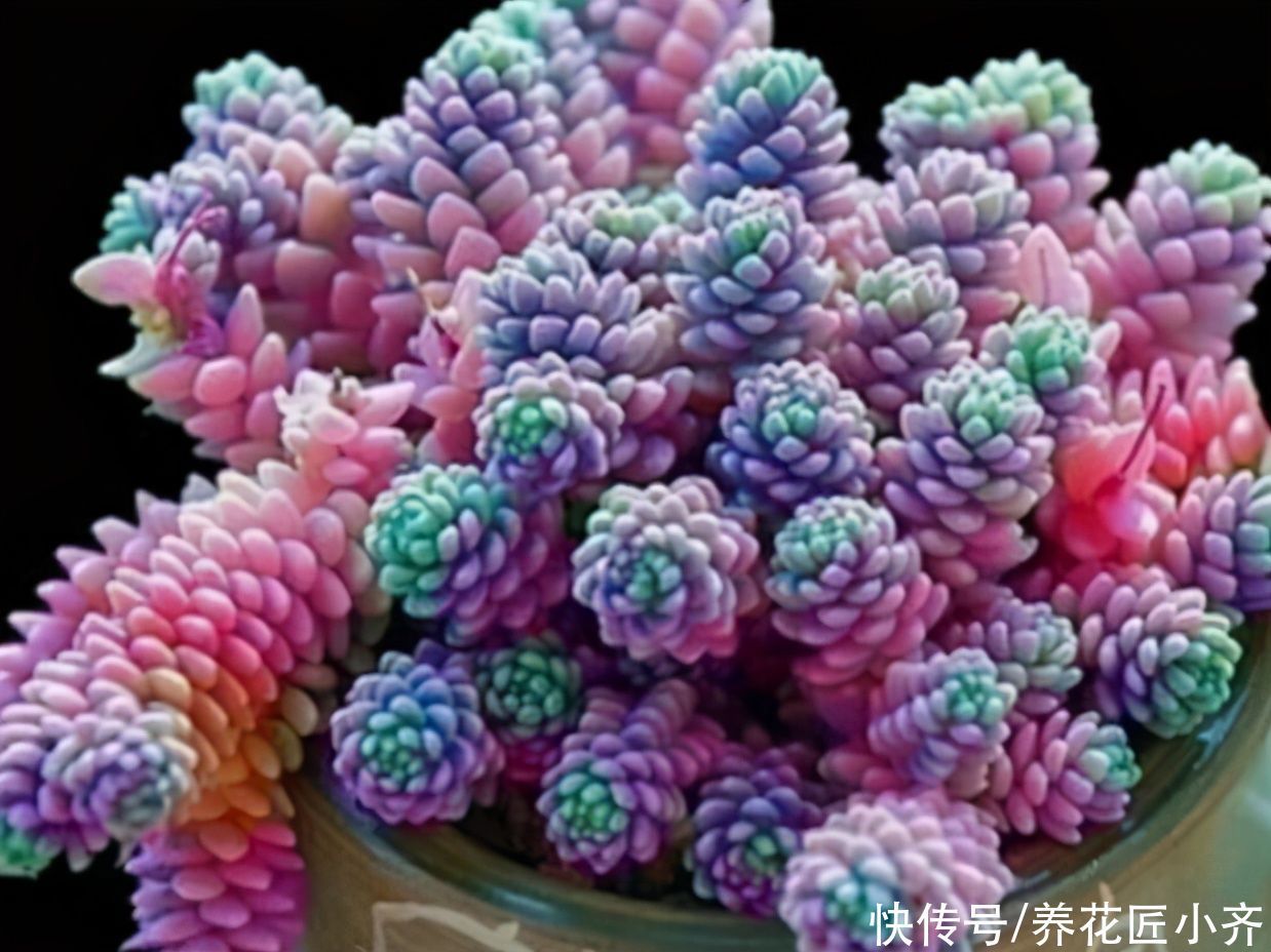 鹿角海棠|7种多肉适合“吊着养”，枝条“流出”花盆，养出状态最美