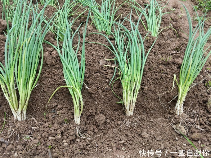 长长的|教你几招,种出来的香葱,葱白长长的