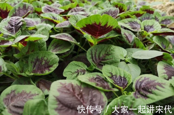 8种“高钙”蔬菜,菠菜不算啥,第一名钙是牛奶3倍,不要错过