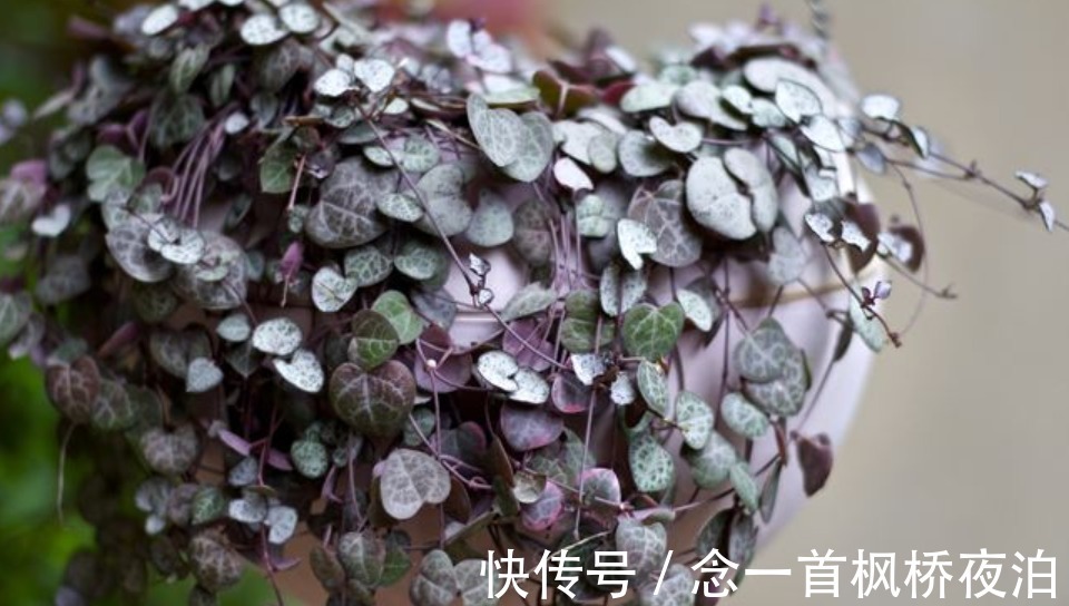 6种花适合吊起来养，窗前挂几盆，比窗帘都好看，而且非常好养