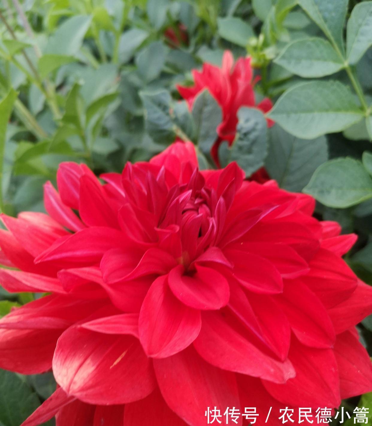 大红色|露台、小院可养一种花，花比碗口大花色鲜艳，开不停