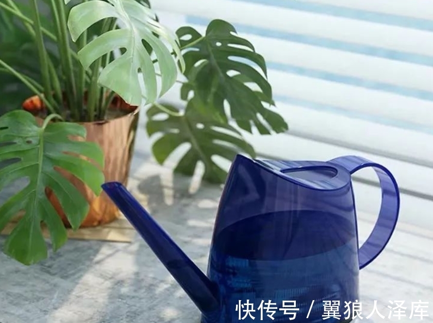 冬季浇花该注意什么?牢记4点不吃亏,不然就等着全空盆吧!