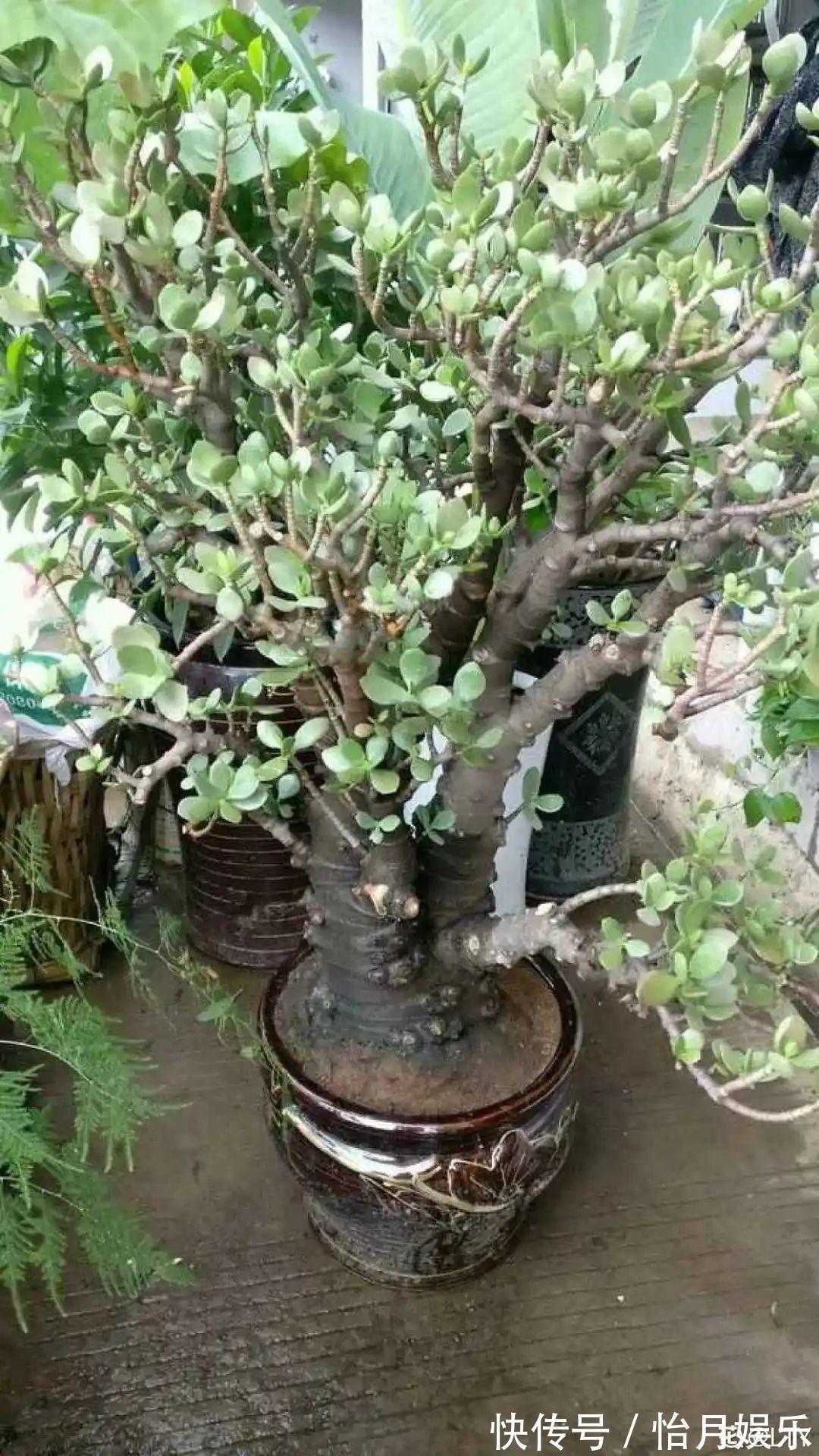 花也能成精,养成巨无霸,一次开花50朵,比小孩还高!