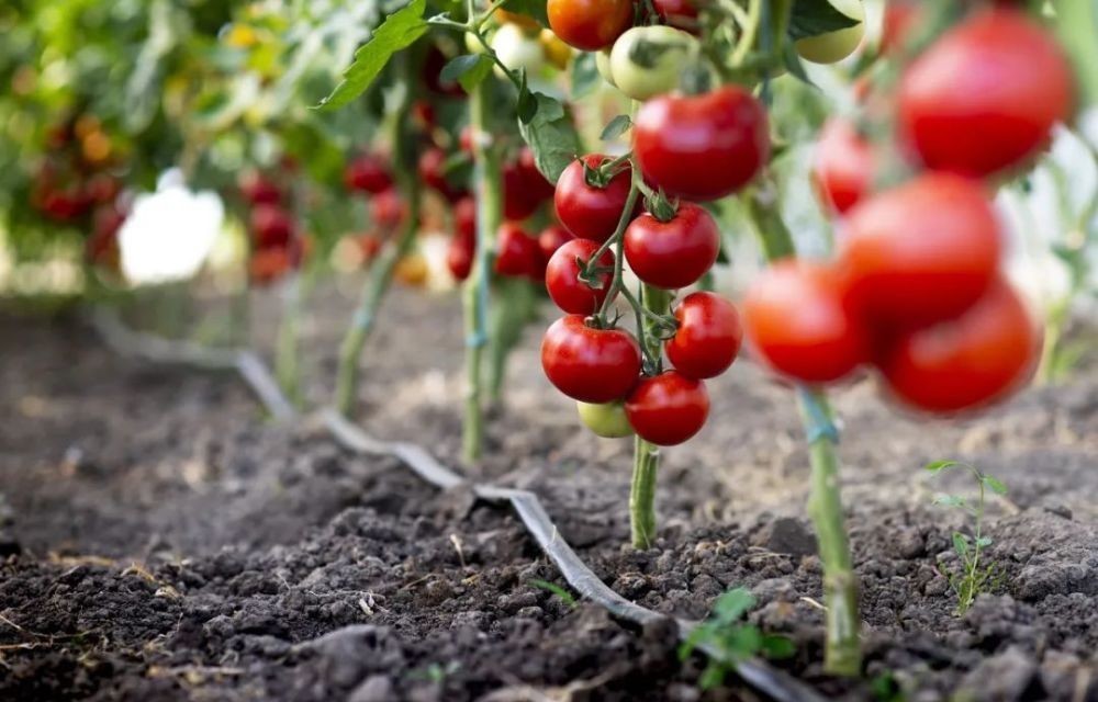 花园|在家种个菜都这么美,还要什么花园?