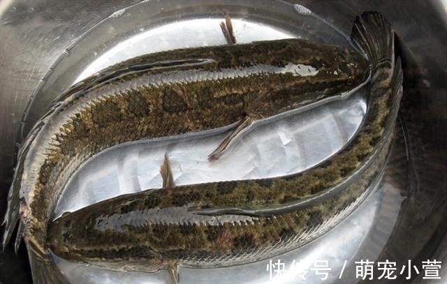 概念|黑色的观赏鱼，和黑鱼不是一个概念，养到最高级别的雷龙鱼很昂贵