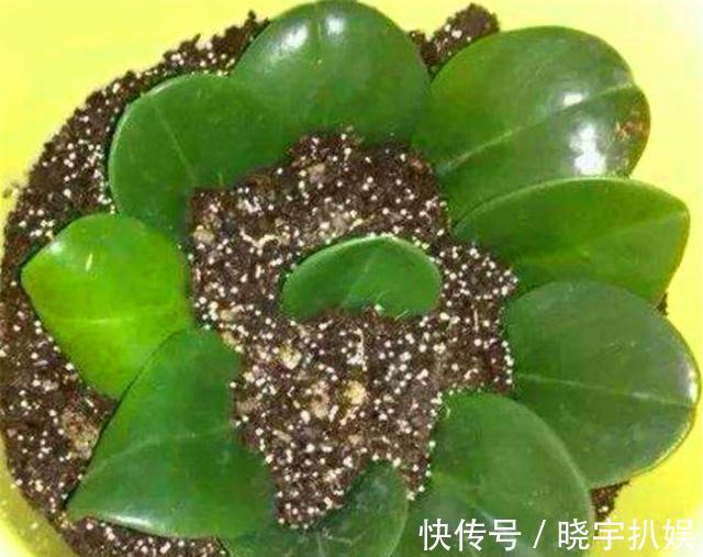 有3种“耐阴树”很好养，掐片叶子“铺”盆里，30天长成小绿树！