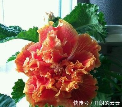 这些花，命太大，成桶成桶喝水，烈日下开花，开爆整个夏天