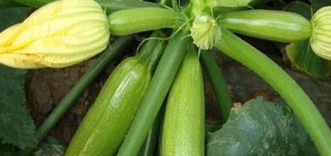  身体|人到中年想要身体好，常吃4物，降压减脂，抗衰老，早知早受益