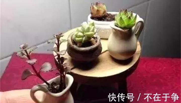 白美人|“拇指大”的花盆,被她塞了几十棵多肉,养一年都不是事!