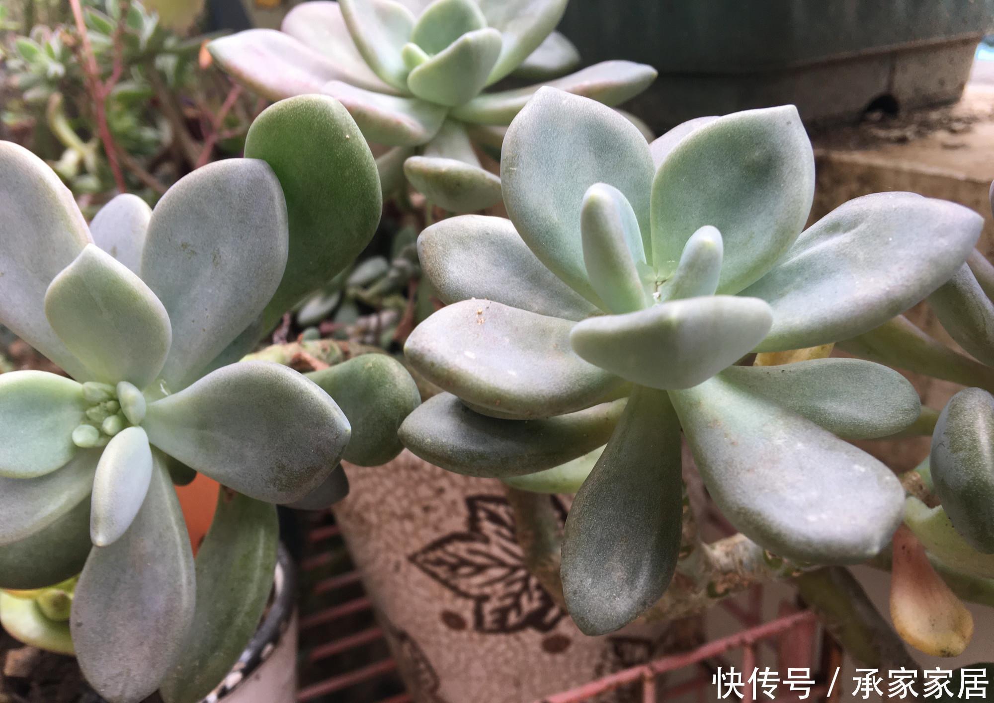 冬美人不怕|很皮实的一种多肉,下雨不怕淋,下雪不怕冻,新手就养它