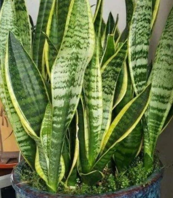 肥料|养虎皮兰,打开它的“小开关”,新芽直往外窜,1盆变10盆