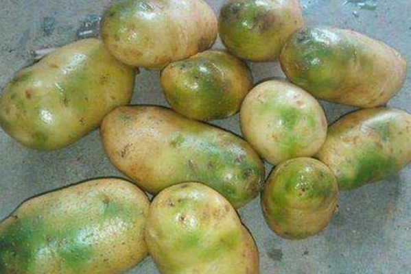 原来土豆这样才不发芽,甚至放一年不发芽不变黑,好方法赶紧学