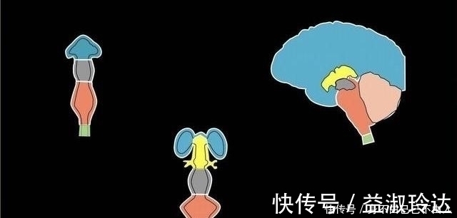 胎儿|胎儿脑发育有3个高峰期,孕妈坚持做好3件事,生个“高智商”宝宝