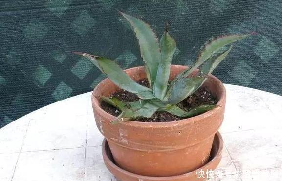 盆栽|多肉植物''夏必死''摸清5个门道,新手花友入手不再犯愁