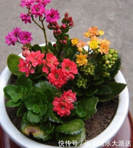 家里人最适合养的3种花，不仅寓意好，而且长得好，花友都会喜欢