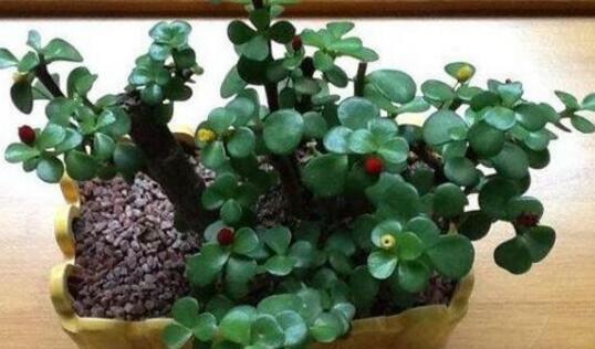 越剪|养花试试这几款,生长速度快,耐修剪,越剪枝条越丰富