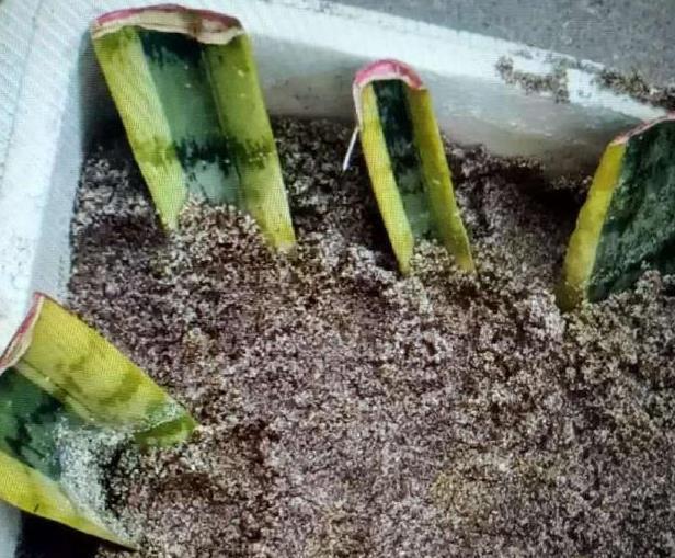 花盆|虎皮兰剪个叶片插土里，1夜冒10个芽，花盆爆满了！