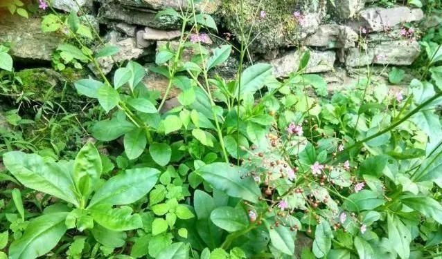 农作物|农村一种野菜人称'紫人参',价值巨大,极其珍贵,你知道它吗?