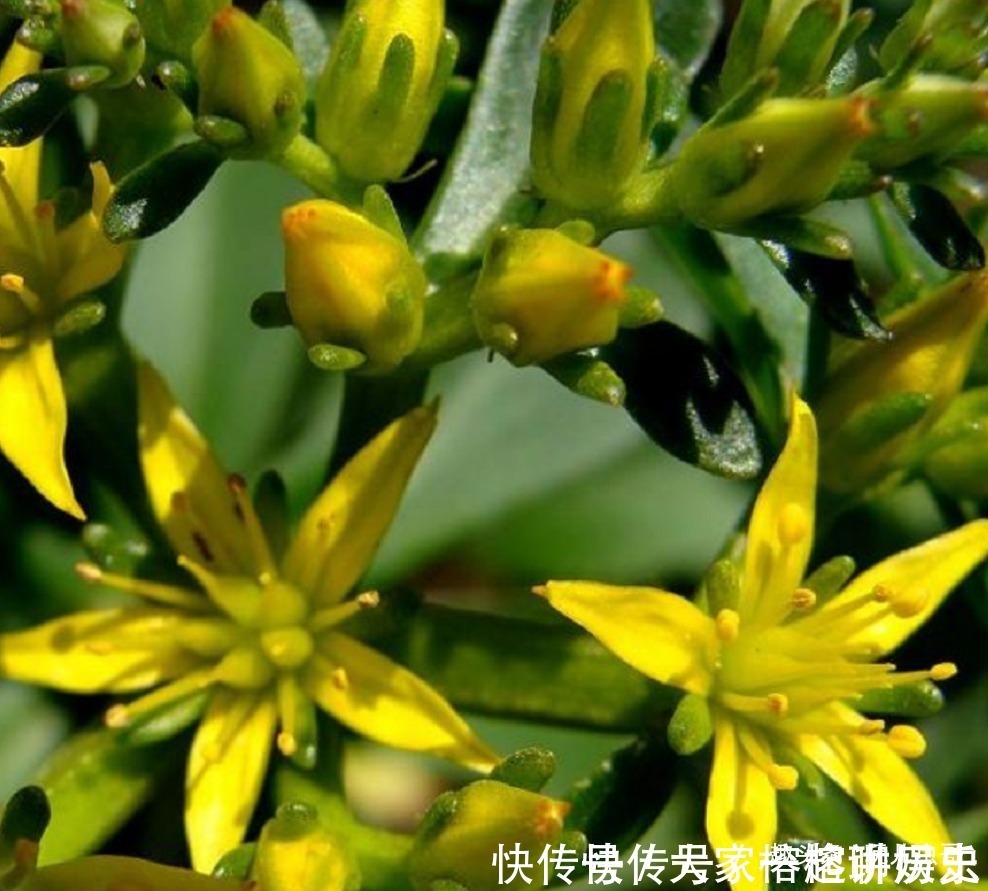 农村|农村种植一”蔬菜“，形似”多肉“，不仅古老而珍贵，还营养丰富