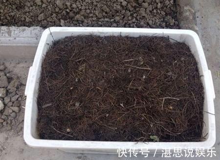 松针土|秋天养君子兰,盆土里加点它,叶片蹭蹭长爆盆,一盆开花30朵
