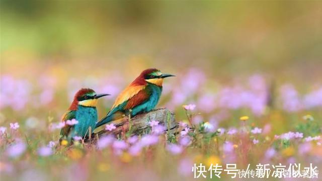 惠崇!苏轼很有名气的一首诗,处处都生机盎然,尤其前2句成千古名句!