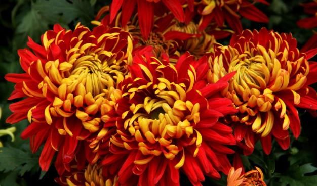 赞美菊花的诗句