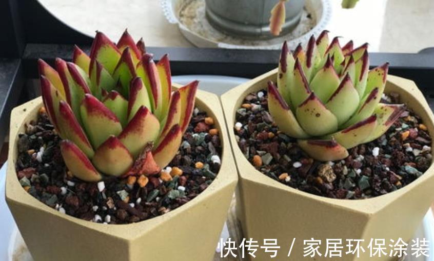 夏季|三伏天入手多肉,做好这些小事情,不烂根,养得好