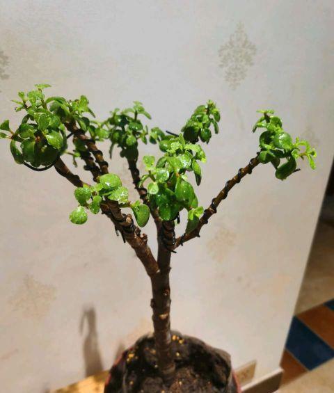 适应能力|大热天也可以扦插这两种花,皮实好成活,长成盆景特好看
