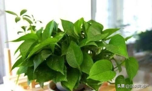 这种过期药片扔花盆里,不管多蔫的花一个劲疯长,不黄叶不烂根