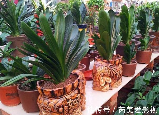 家里养花用它们做肥料,既能个个长爆盆,还能省下不少买肥钱