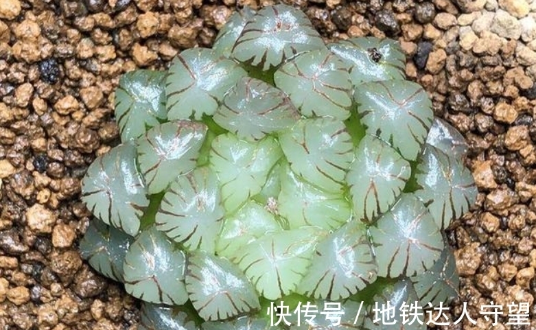 多肉玉露,阳台养就2个要点,养得圆润饱满,晶莹透亮像“水晶”