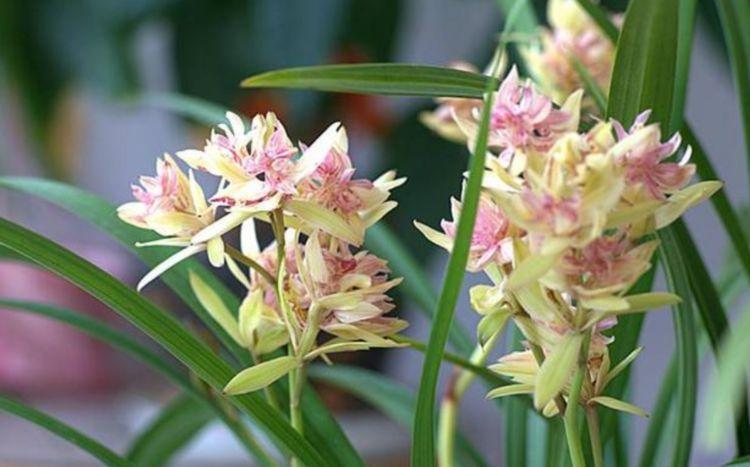 4种漂亮花,好打理,易爆盆,花开不断,还能旺财!