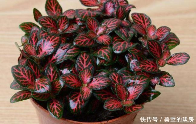 这4种花可以养出“富贵命”，寓意平平安安，聪明的家长都在养