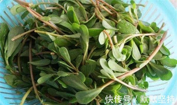 野菜|马齿苋被称为“抗生素”,可应该用根还是叶子营养师别吃错