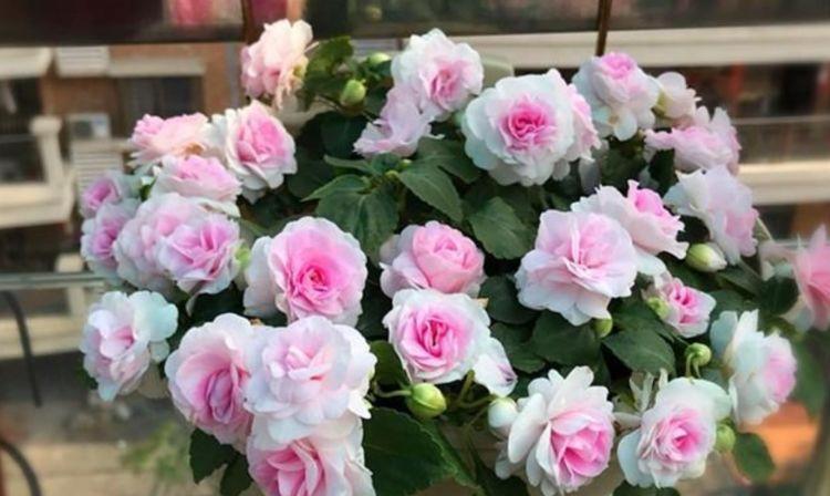几款花卉,花艳易爆盆,家里充满色彩感,阳台变成小花园