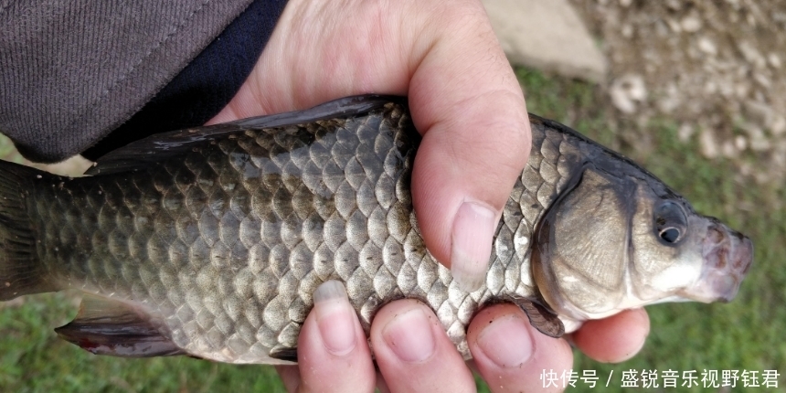 鲫鱼|垂钓鲫鱼和鲤鱼,在钓法、钓饵等方面的差异