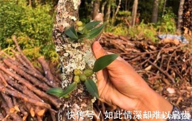小物|遇到这种寄生“果上叶”,可别再砍掉了,加青苔做盆景,比石斛美!