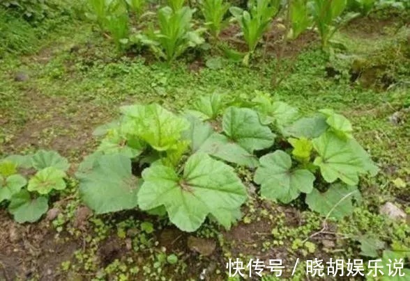 水果|曾是皇室贡品,含钙量居水果之首,如今却被认为是种植骗局