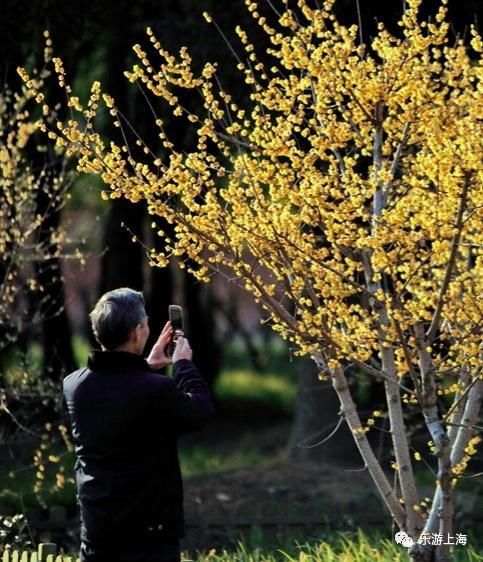 老年|上海这些赏梅地！有空时不如去逛逛爱申活暖心春