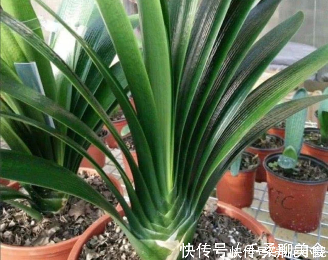 烂根|养君子兰，掌握4个养护“技巧”，根系粗壮，叶子油绿光亮