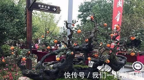 弹子|李大爷喜欢上山找树桩,样子奇形怪状也能变身,最后变成大气盆景